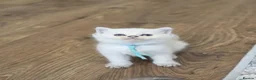 British Shorthair cats for sale: Beautiful White British Shorthair adorable Kittens - Advert 31