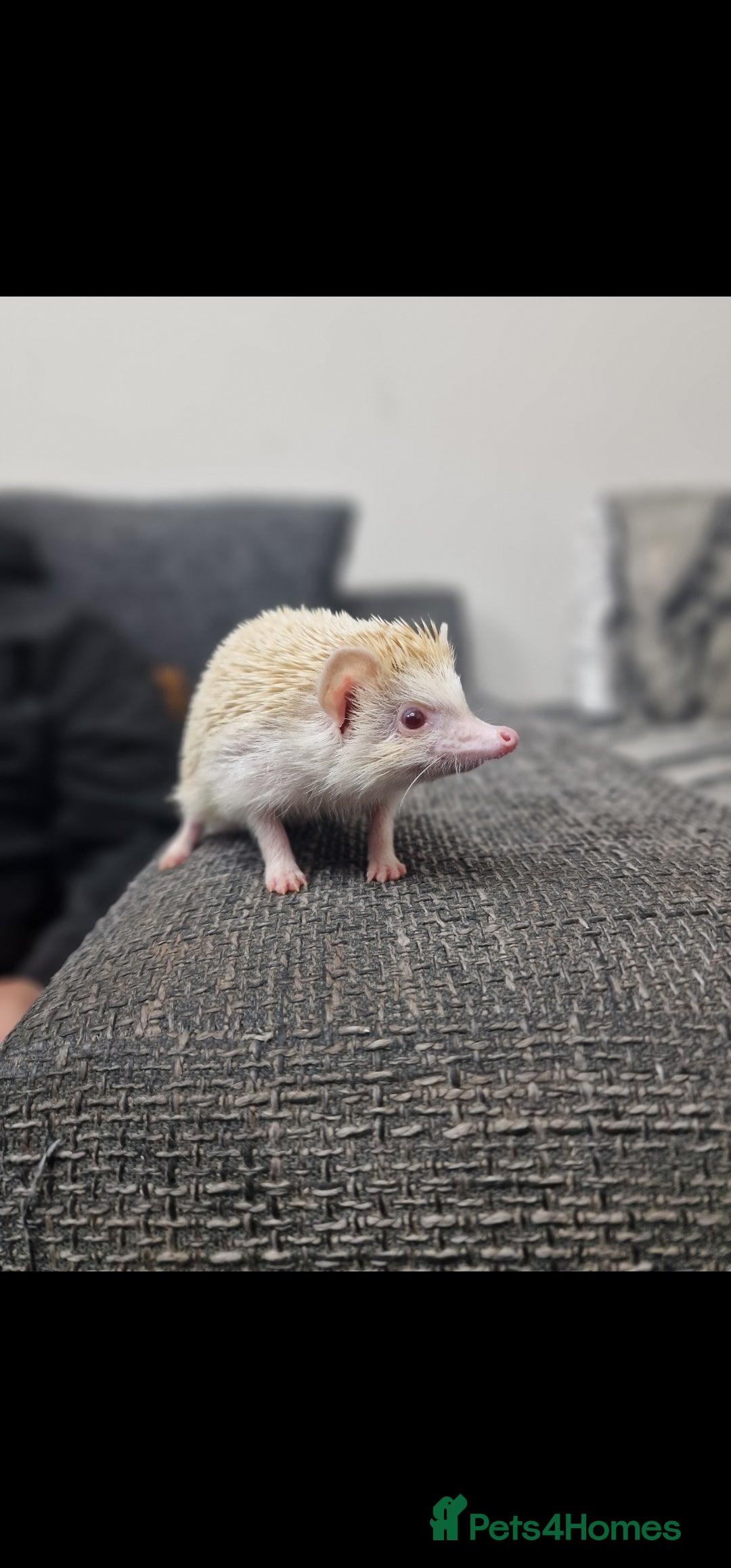 Pygmy Hedgehog rodents for sale: Two African pygmy hedgehog  - Advert 2