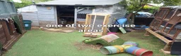 Continental Giant rabbits for sale: Continentals ready now - Advert 24