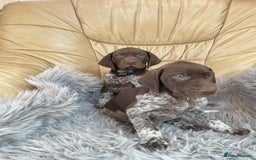German Shorthaired Pointer dogs for sale: German shorthaired pointer boys and girls  - Image 15