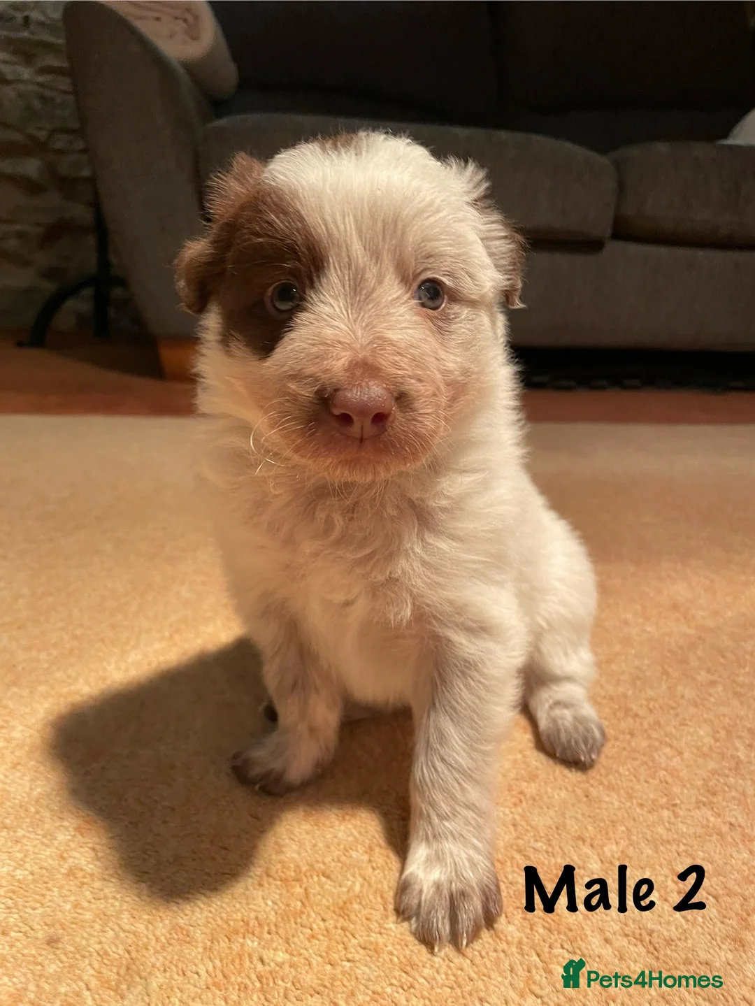 Border Collie dogs for sale: Red Border Collie Puppies - Advert 5