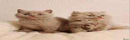 British Shorthair cats for sale: Beautiful British Shorthair Males & Females - Advert 4
