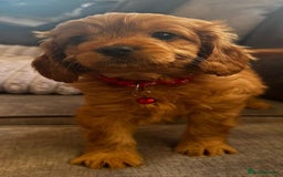 Cavapoo dogs for sale: Beautiful Cavapoo F2 puppies  for sale - Image 9