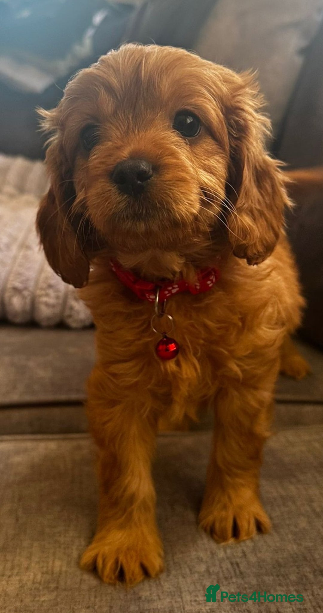 Cavapoo dogs for sale: Beautiful Cavapoo F2 puppies  for sale - Image 9