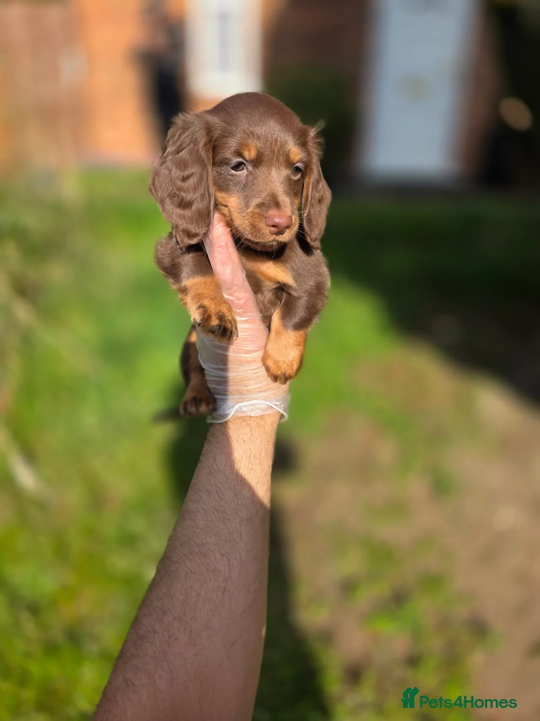 Miniature Dachshund dogs for sale: 😍Colourful Litter Of Long Coat Mini Dachshunds😍  - Advert 1