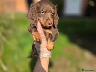 Miniature Dachshund dogs 😍Colourful Litter Of Long Coat Mini Dachshunds😍 - Advert 18
