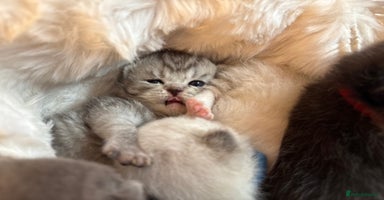 British Shorthair cats - Advert 5