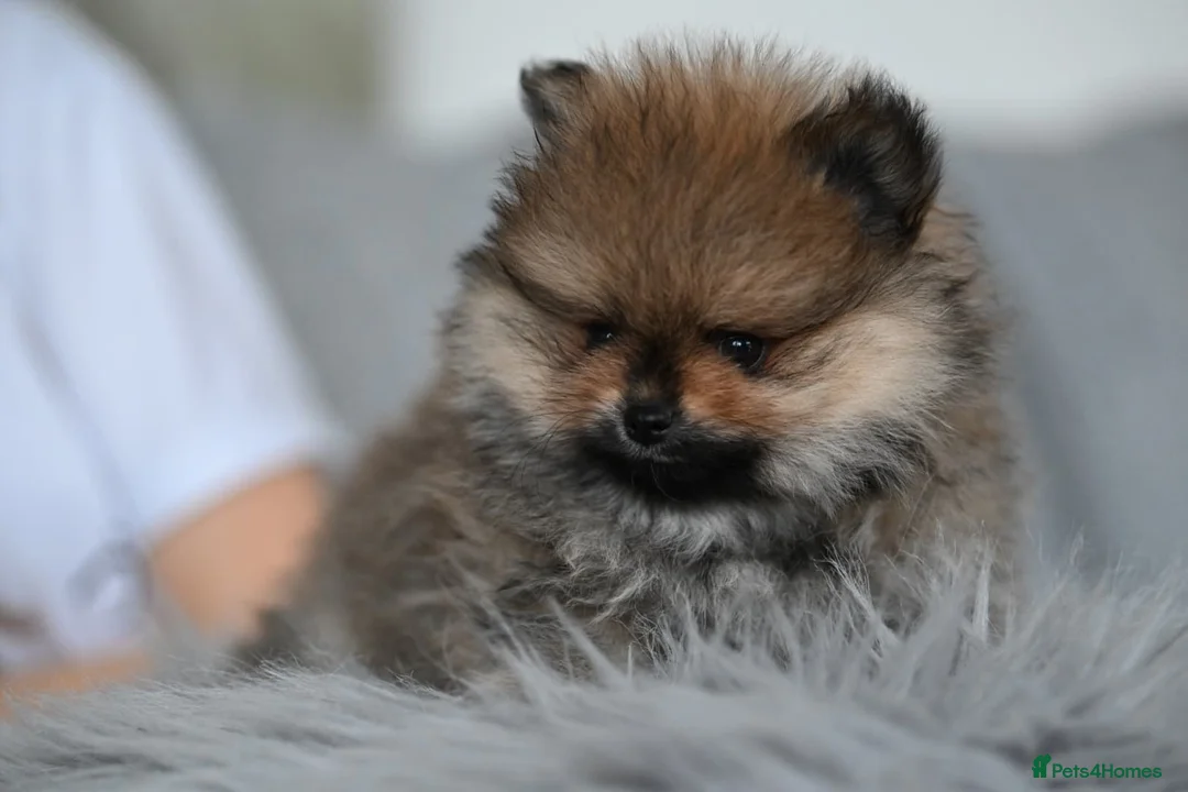 Pomeranian dogs for sale: Gorgeous small Pomeranian puppies 🧸  - Advert 6