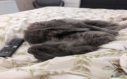 Maine Coon cats for sale: Kari Maine Coon - Image 5