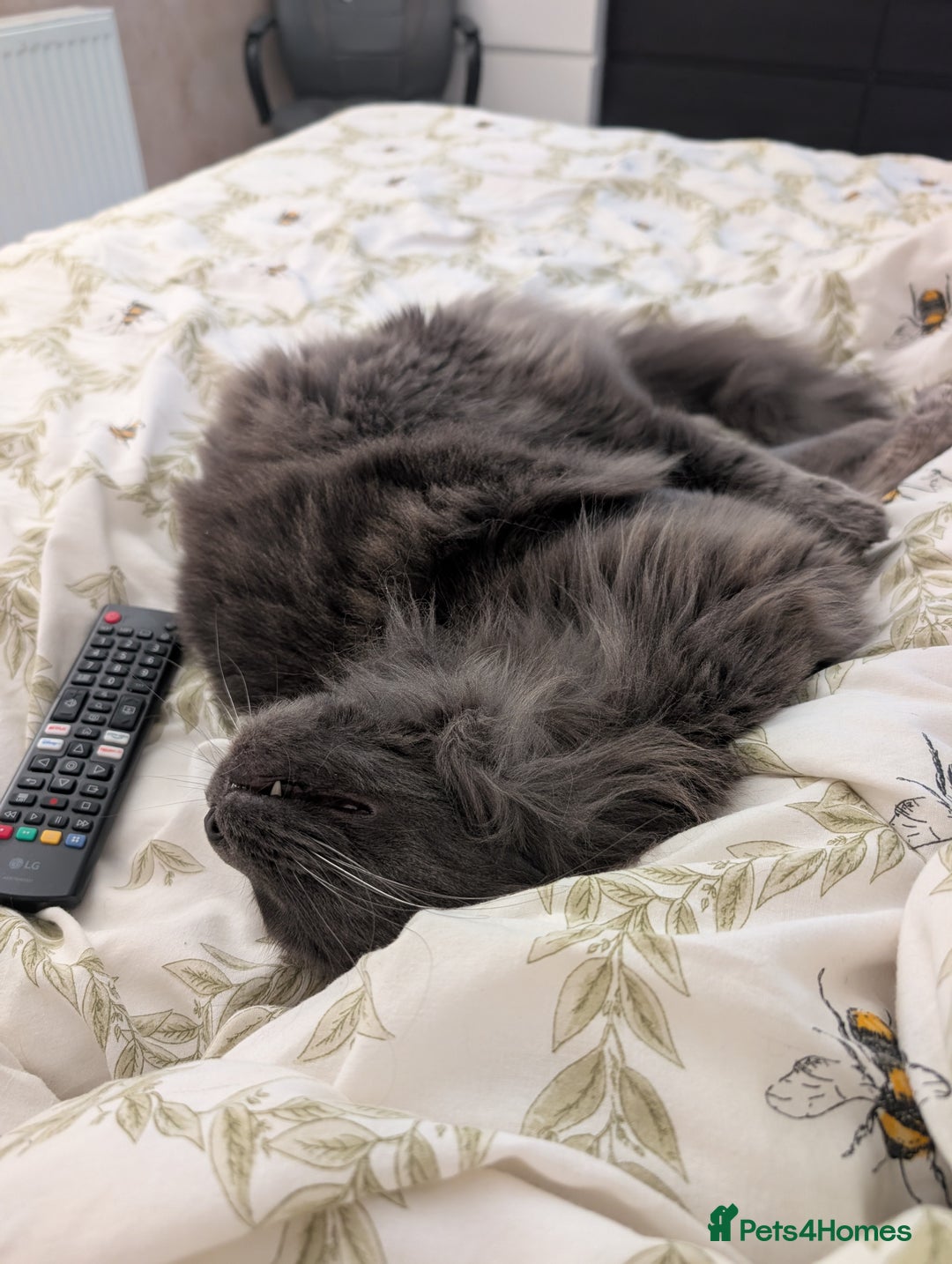 Maine Coon cats for sale: Kari Maine Coon - Image 5