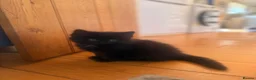 Mixed Breed cats for sale: 2 gorgeous long hair kittens ready for collection  - Advert 4
