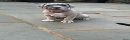 Mixed Breed dogs for sale: Neapolitan mastiff - Advert 9