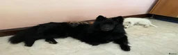 German Shepherd dogs for stud: *Proven* Black German Shepherd Dog Male at Stud  - Advert 3