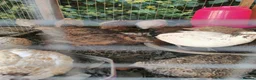 Quail poultry for sale: Mixed Coturnix Quail chicks"mixed ages"see descrip - Advert 3