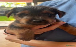 Norfolk Terrier dogs for sale: Norfolk Terrier Puppies  - Image 4