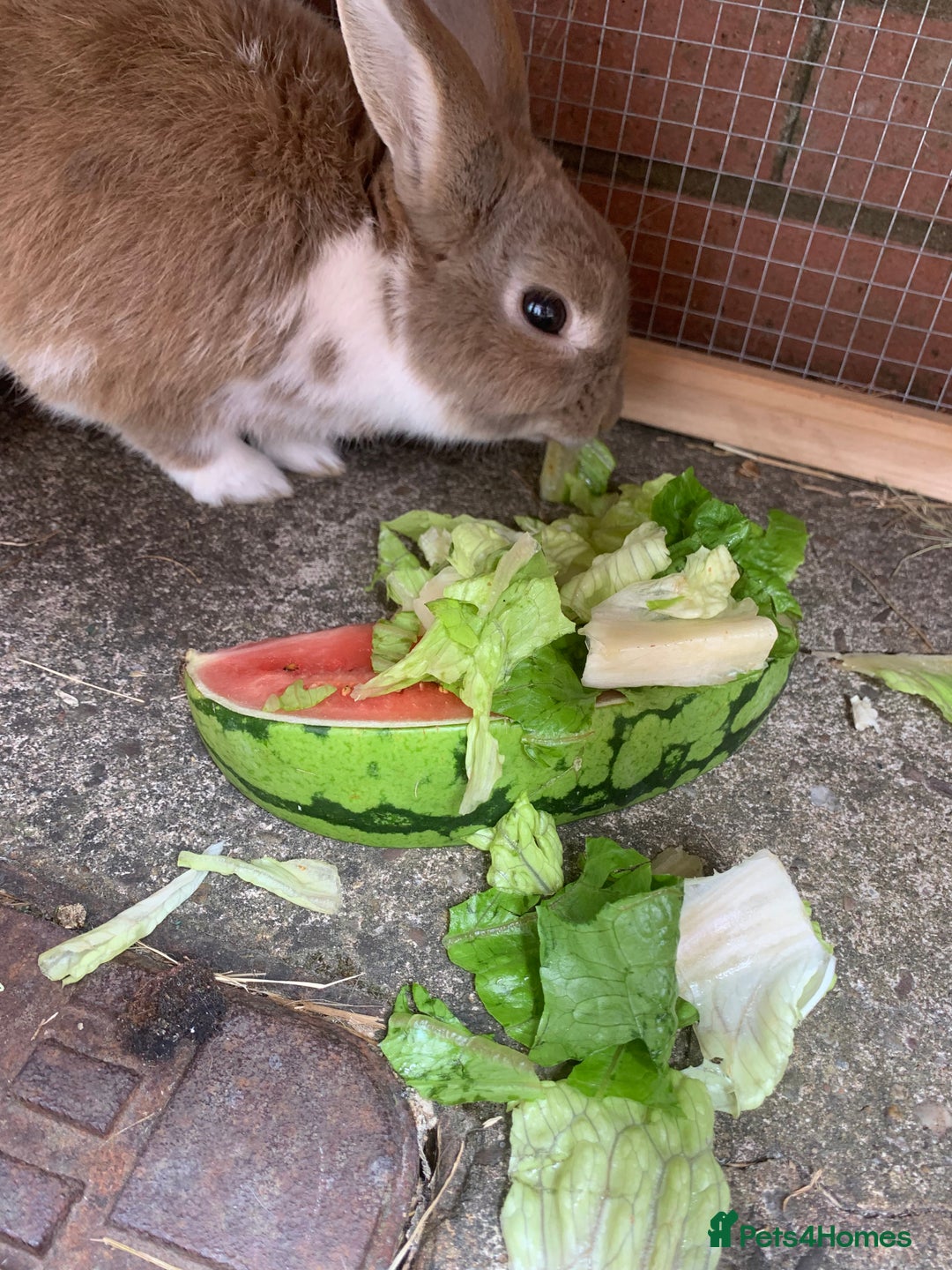 Mini Lop rabbits for sale: 3 buns for sale - Image 3