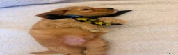 Cockapoo dogs for sale: 7 Gorgeous Cockapoo Puppies Left - Advert 3