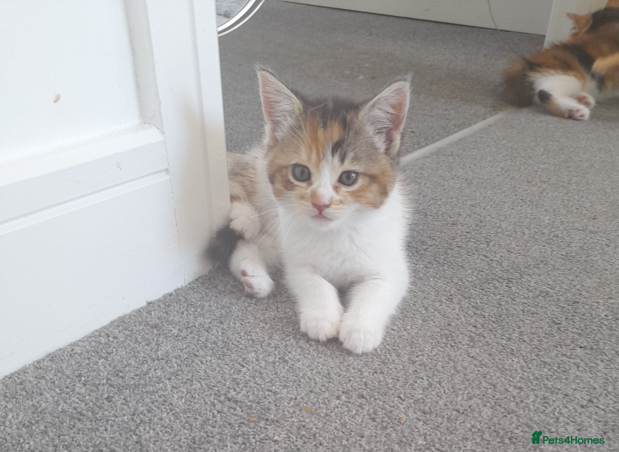 Mixed Breed cats 4 kittens ready for forever homes - Advert 3