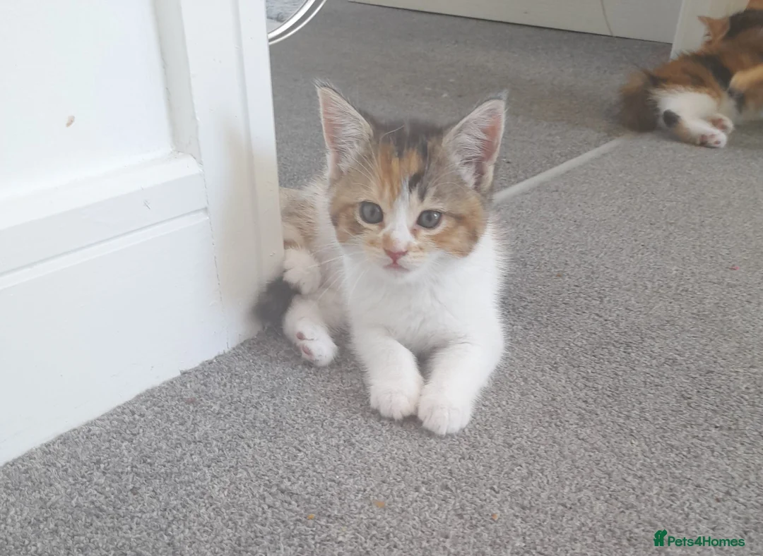 Mixed Breed cats for sale: 4 kittens ready for forever homes in Bristol - Advert 1