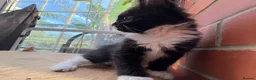 Korat cats for sale: Kittens for Sale – Price Negotiable 🐾 - Advert 9