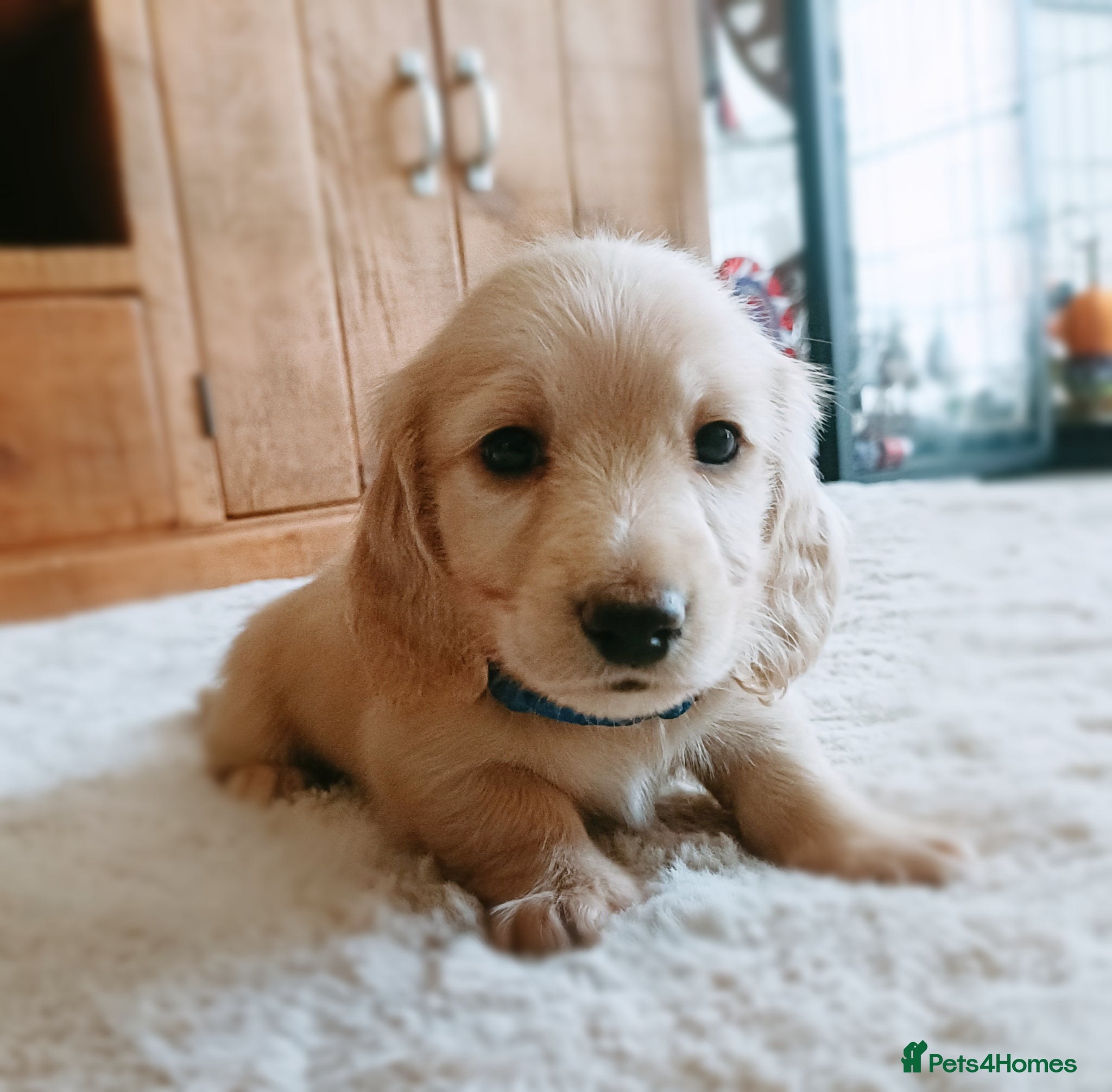 Miniature Dachshund dogs LAST BOY Exceptional Kc reg long haired cream  - Advert 1