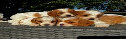 Toy Poodle dogs for stud: Toy poodle for stud brown/white PRA clear - Advert 6