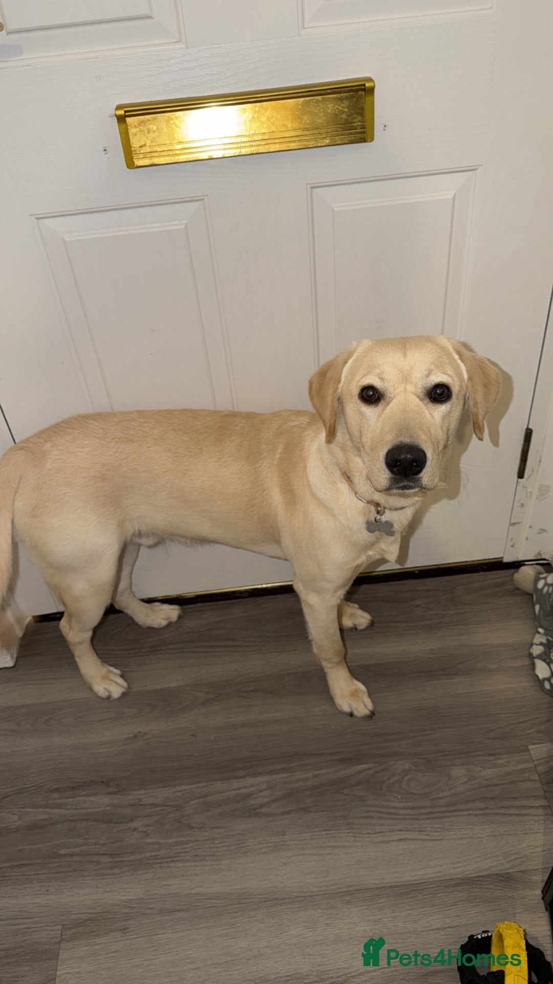 Labrador Retriever dogs for sale: Labrador retriever - Advert 21