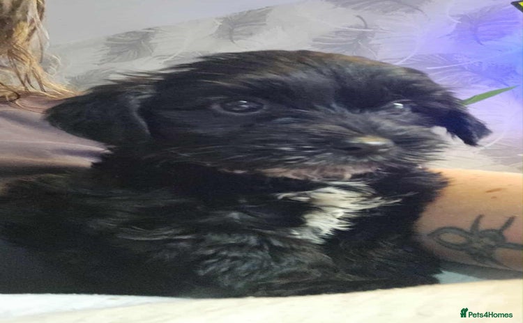 Mixed Breed dogs - Advert 4