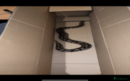 Python Snake reptiles for sale: Large ball python and vivarium - Image 3