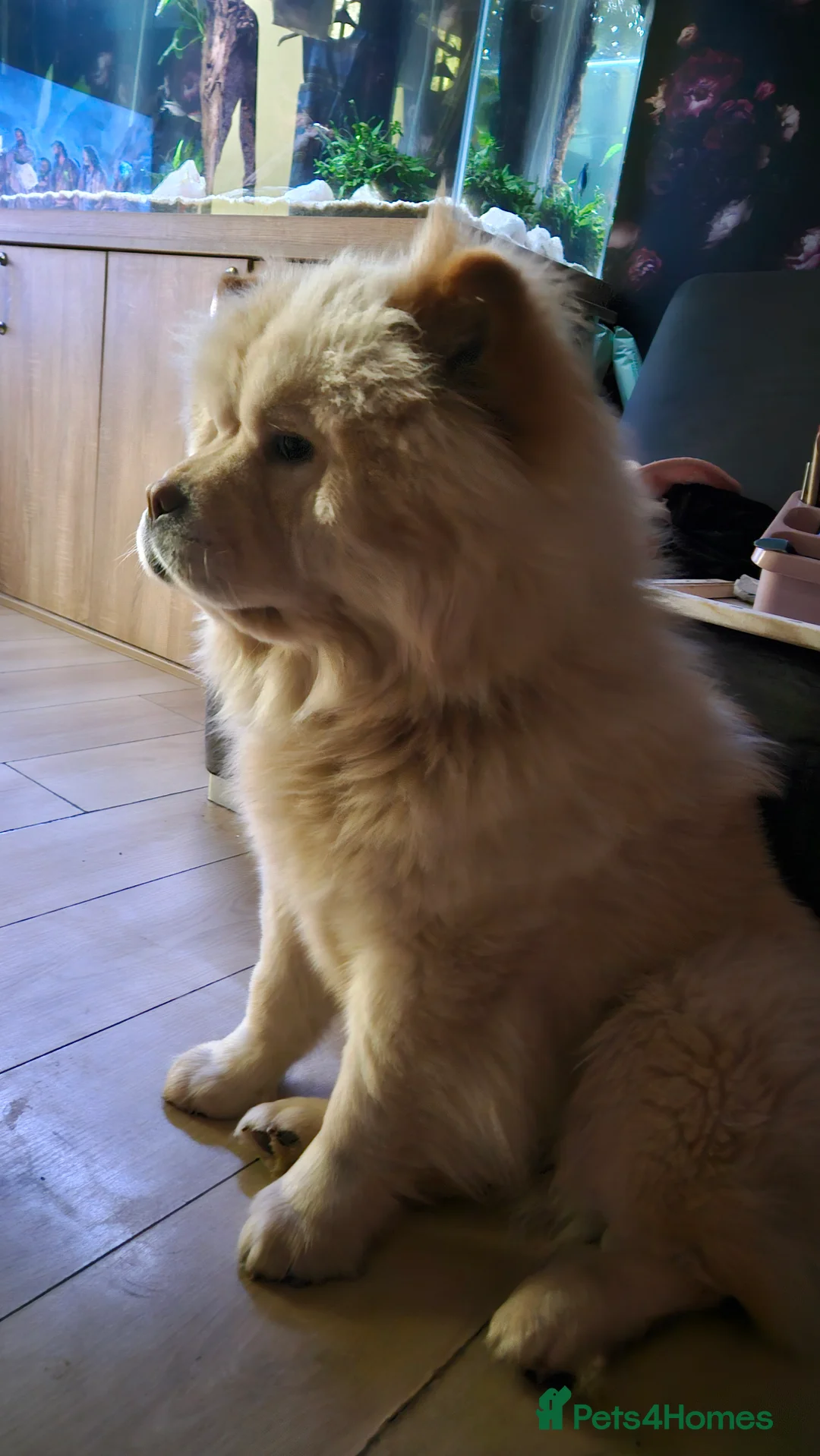 Chow Chow dogs for sale: Beautiful female chow chow kc registered  - Advert 1