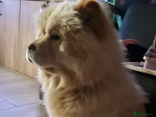 Chow Chow dogs Beautiful female chow chow kc registered - Advert 12