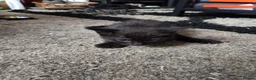 Mixed Breed cats for sale: Kittens for Sale in Bridlington - Advert 12