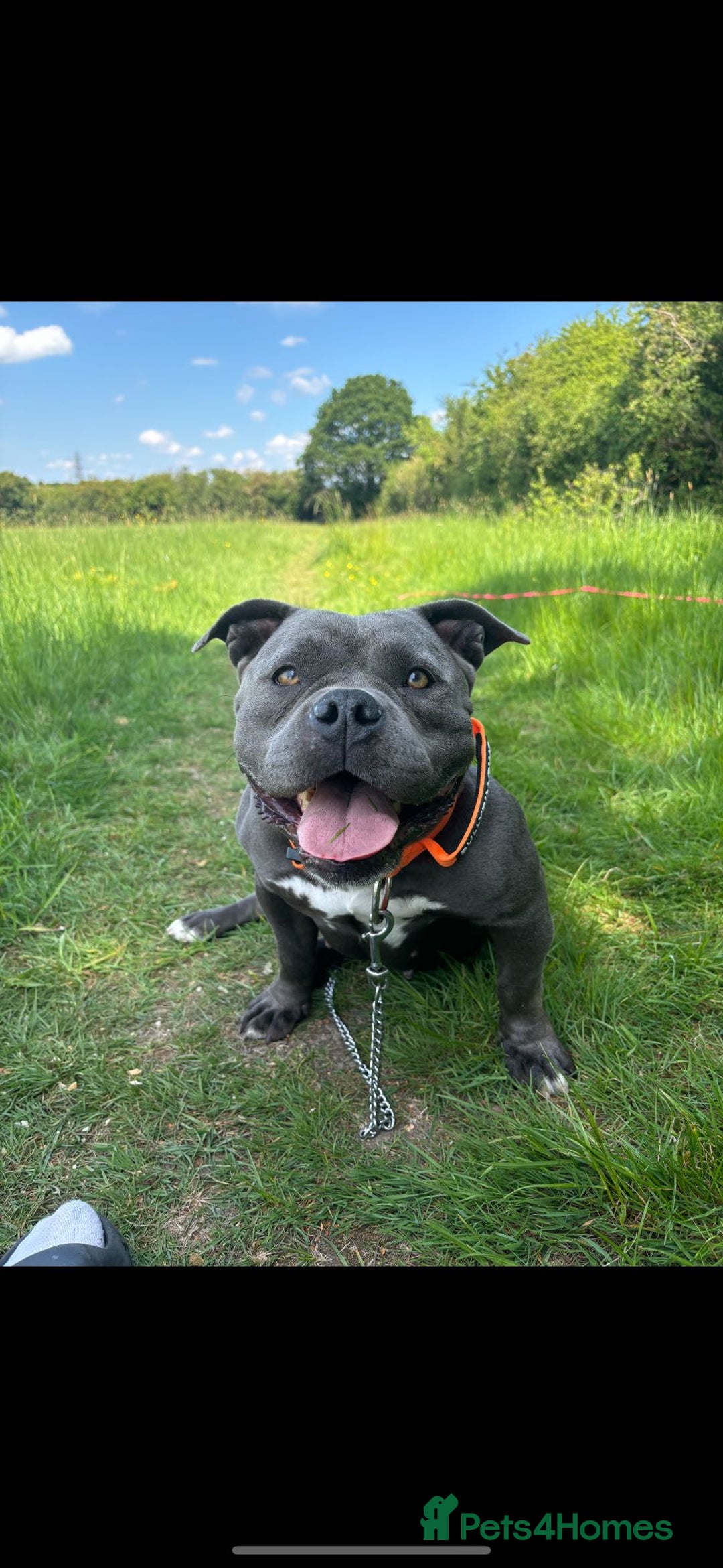 American Bully dogs for sale: ABCK pocket bully ( getting blood) - Image 4