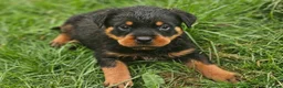 Rottweiler dogs for sale: Puppies - Advert 4