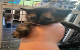 Mixed Breed cats for sale: 3 kittens - Image 8