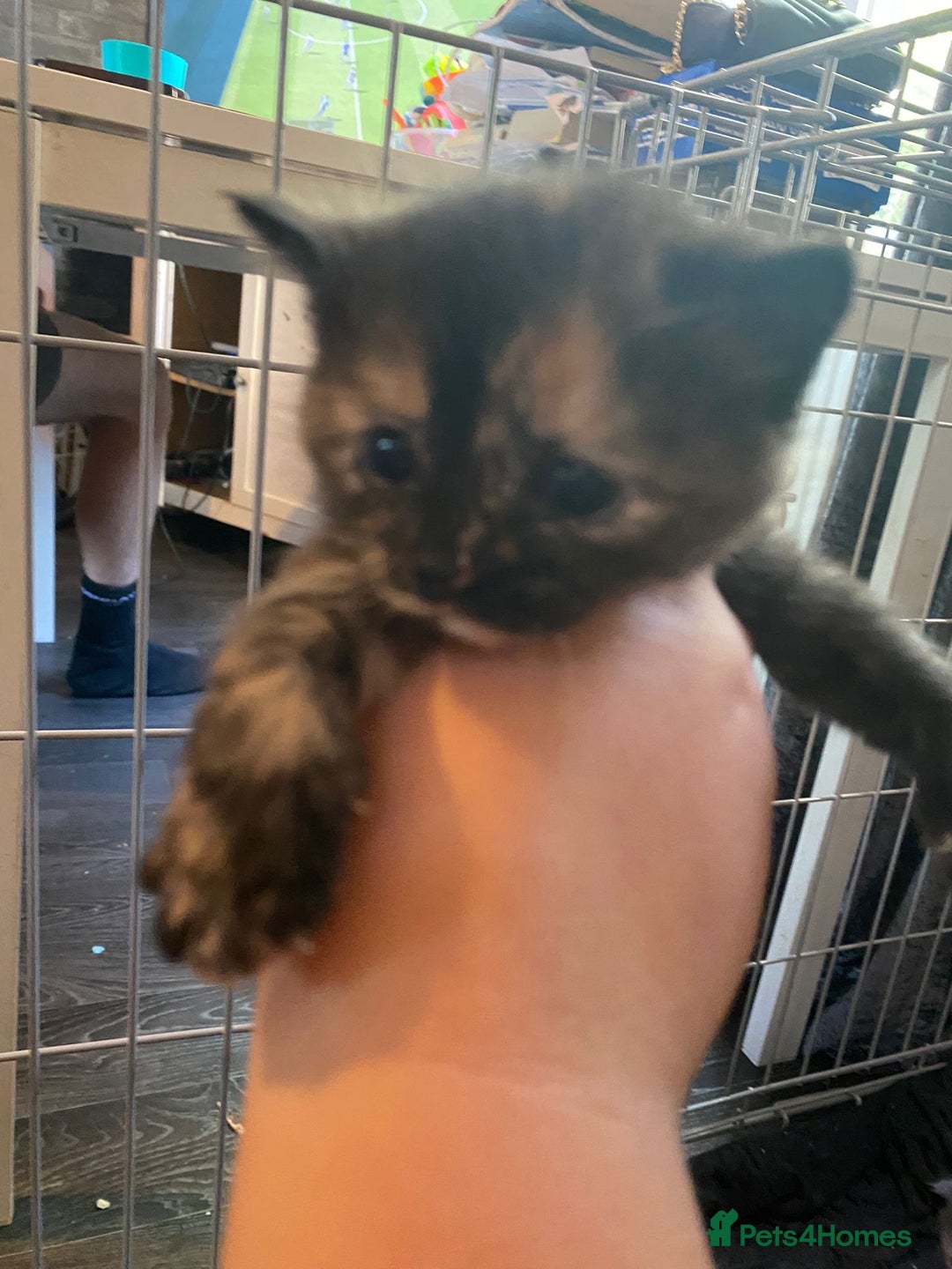 Mixed Breed cats for sale: 3 kittens - Image 8