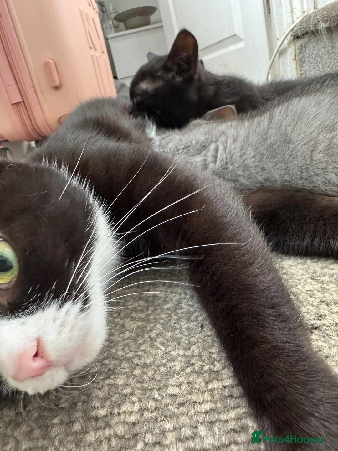 Mixed Breed cats for sale: BSH X Tabby adorable kittens - Advert 2