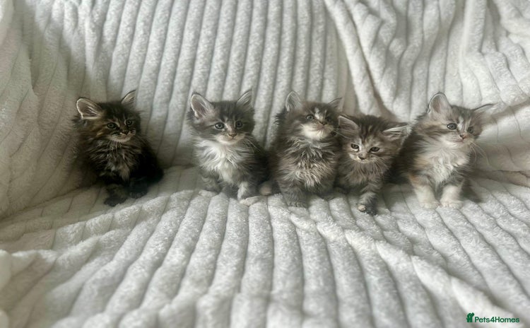 Ragcoon cats - Advert 1