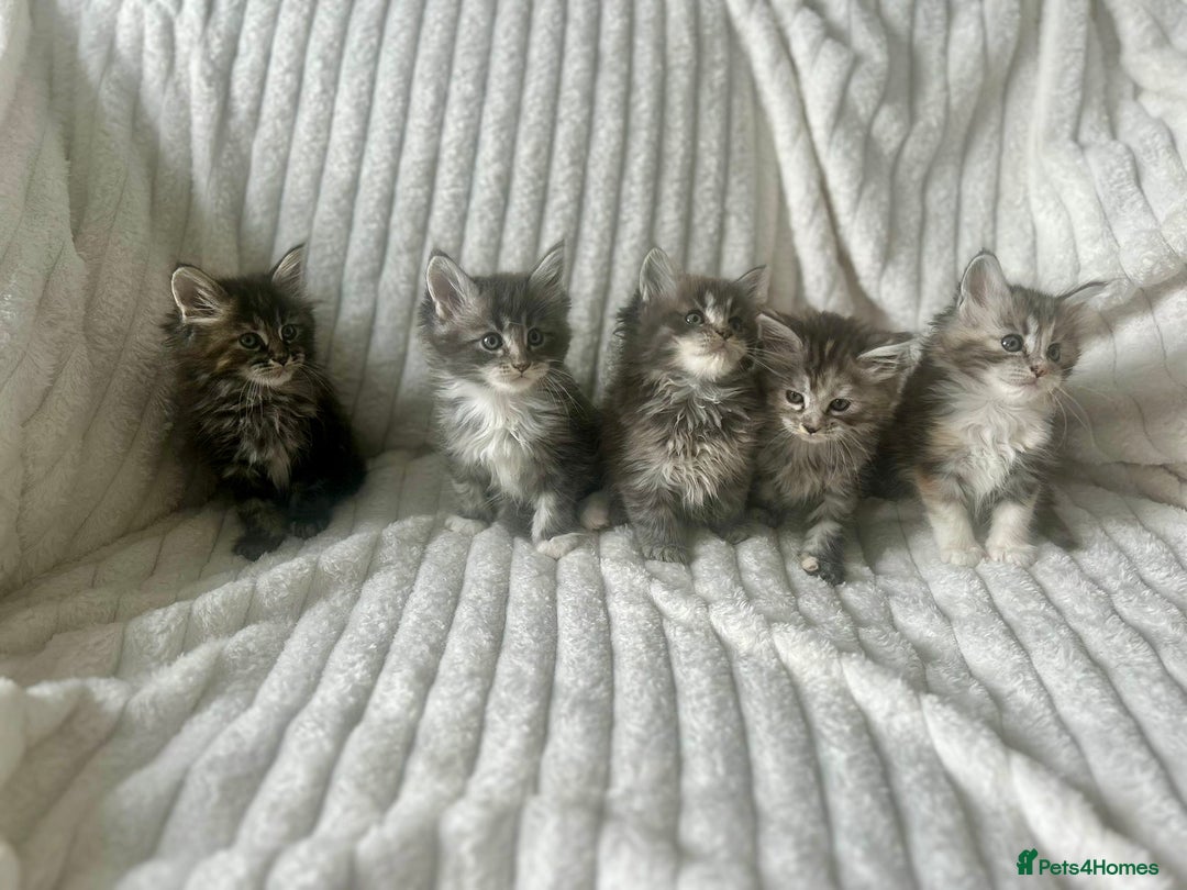 Ragcoon cats for sale: Gorgeous Mainecoon x Ragdoll kittens  - Image 1
