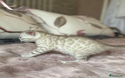Bengal cats for sale: 💙Stunning Silver Mink Bengal TICA registered  - Image 16