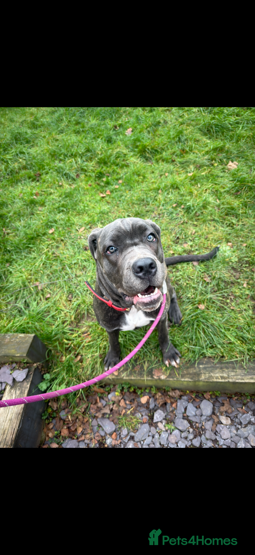 Cane Corso dogs for sale: Cane corso  - Advert 8