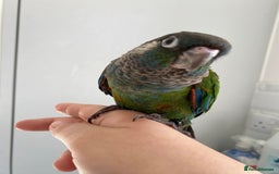 Conures birds for sale: Hand reared silly tame conure  - Image 5