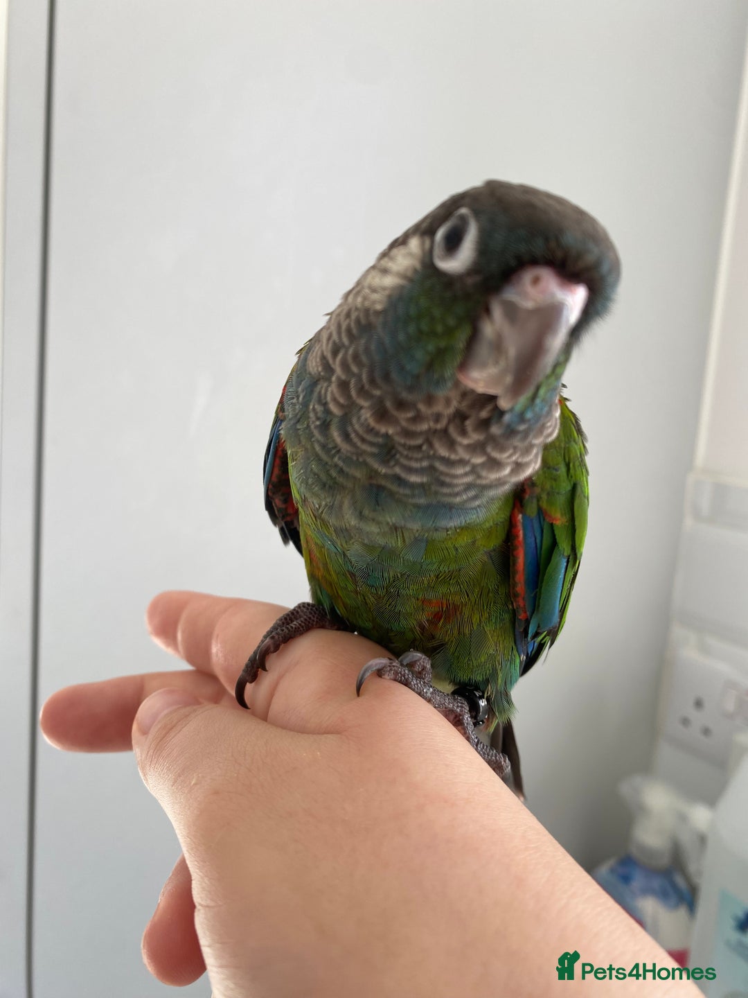 Conures birds for sale: Hand reared silly tame conure  - Image 5