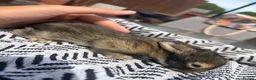Mini Lion Lop rabbits for sale: Mini lion lops  - Advert 15