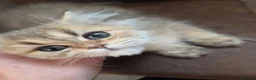 British Longhair cats for sale: Golden British longhair pure bloodline  - Advert 32
