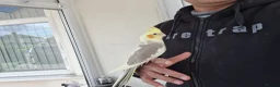 Cockatiels birds for sale: Super Hand Tamed cockatiel for sale  - Advert 20