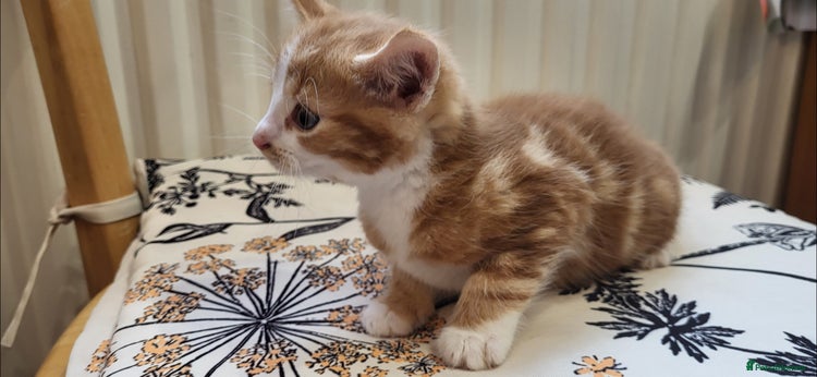 European cats for sale - Advert 1