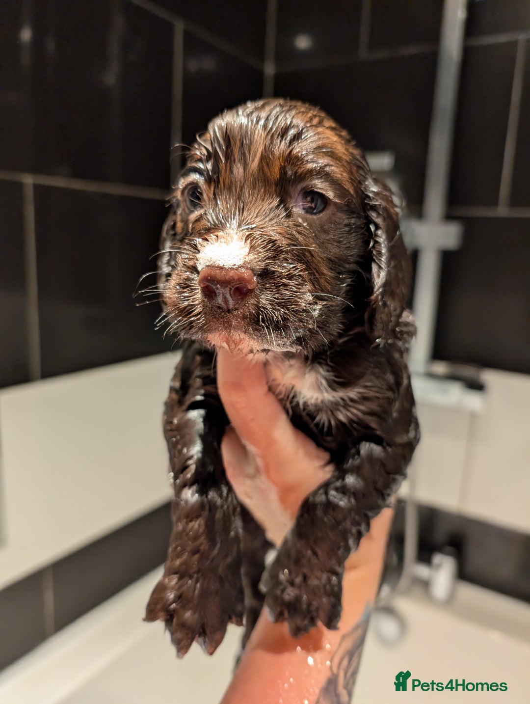 Cocker Spaniel dogs for sale: Stunning Working Cocker Spaniel Girls 🤍 - Advert 3