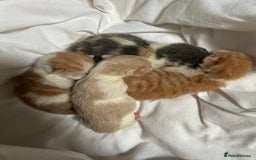 Mixed Breed cats for sale: Stunning ragdoll mix kittens for 5 star homes - Image 2