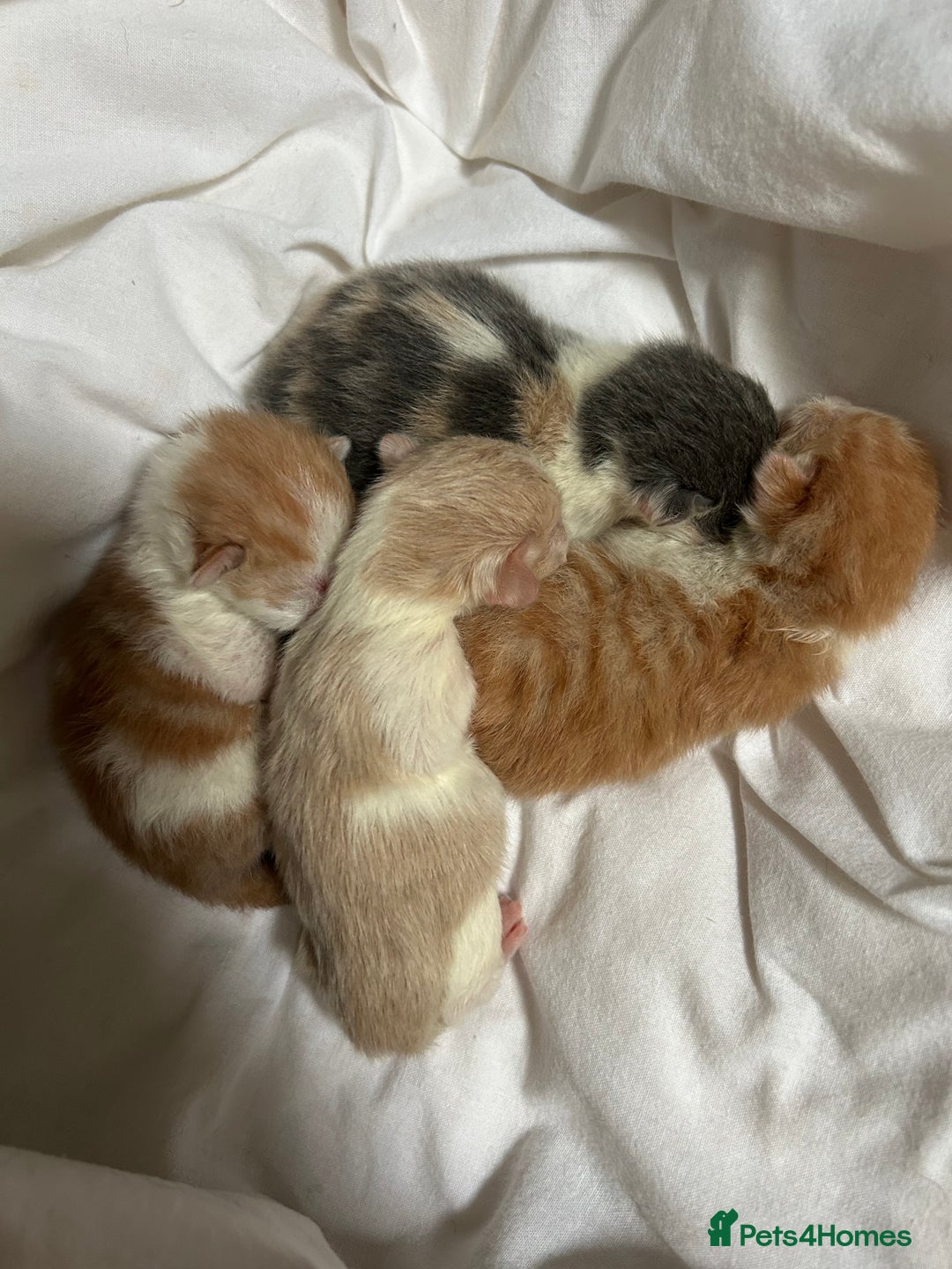 Mixed Breed cats for sale: Stunning ragdoll mix kittens for 5 star homes - Image 2